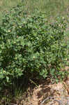 Nuttall's wild indigo